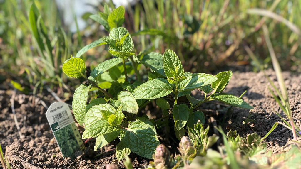 With its essential oils, mint keeps away weeds – the menthone contained in the oil might be used as a basis of environmentally friendly bioherbicides. (Photo: Jana Müller)
