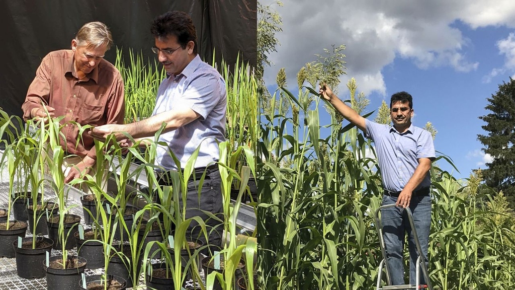 The KIT1 sorghum variety developed by KIT accumulates a high amount of sugar and thrives particularly well under temperate climate conditions (Photos: Botanical Institute, KIT) 