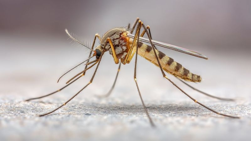 Using Climate Data to Improve Malaria Prevention