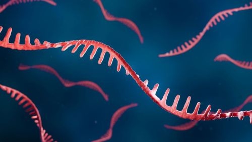 New RNA Class Discovered that Helps Keep Cells Organized