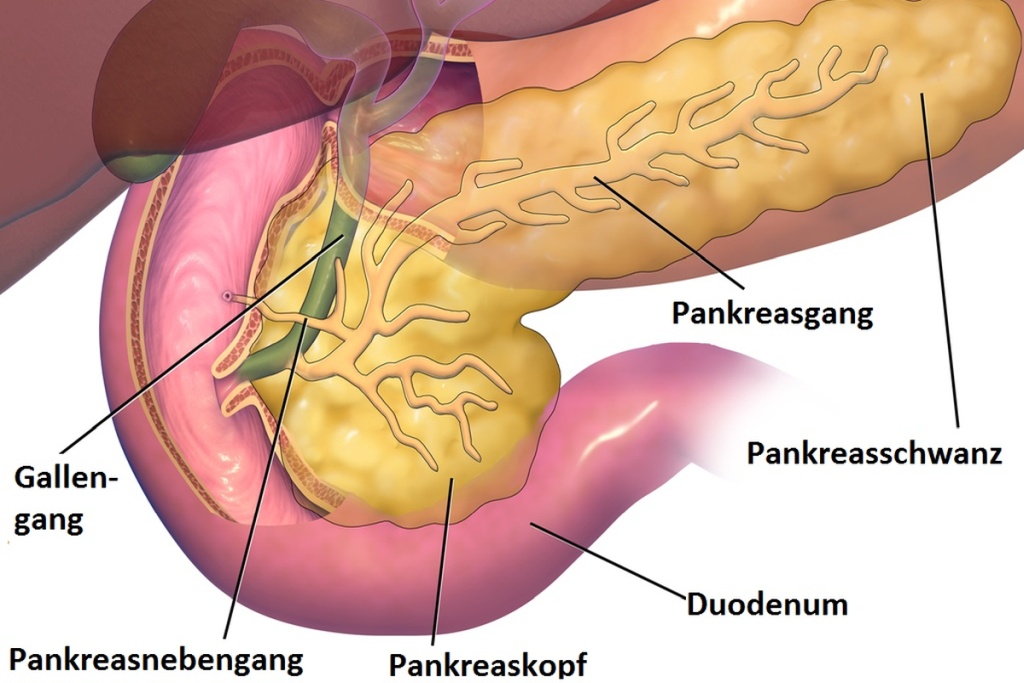 Schematic representation of the pancreas.