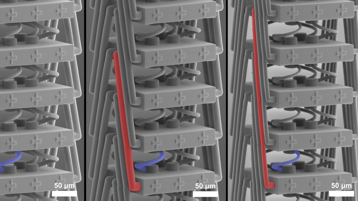 Das neue Metamaterial unter dem Rasterelektronenmikroskop: Eine spezielle Struktur (rot) ermöglicht neue Dehnungseigenschaften. 