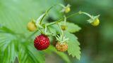 2024_094_Walderdbeeren_72dpi